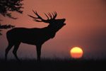 Galloway Red Deer Range